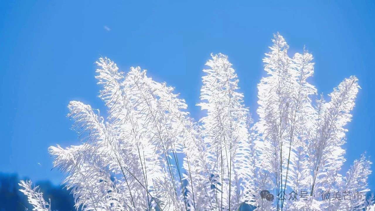 1735635780153261.jpg 微信图片_20241231170101.jpg